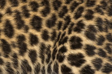 Makro bir benekli leopar yavrusu 's kürk - panthera pardus, 7 hafta