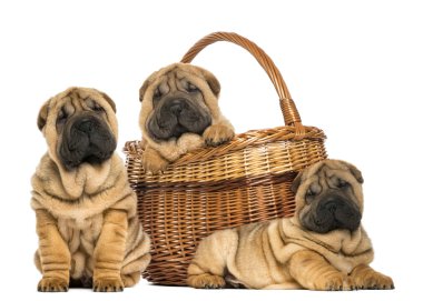 otururken, yalan ve bir hasır baske koymak üç sharpei yavru,