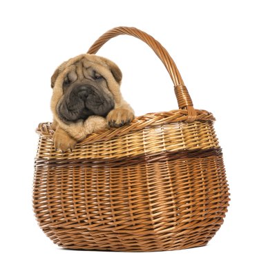 sharpei köpek yavrusu 11 hafta eski bir hasır sepet içinde üzerinde izole whit