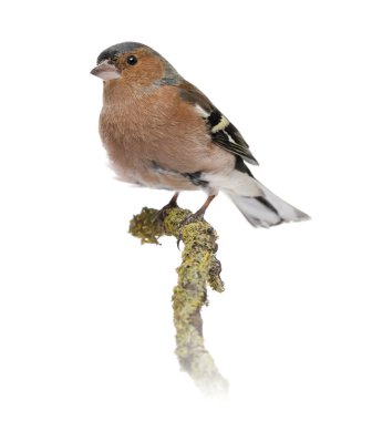 Şube fringilla coelebs üzerinde erkek ortak ispinoz