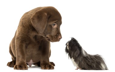 kobay labrador retriever yavru köpek arıyorum