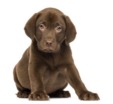 bakan, 2 aylık Isola ve Labrador retriever köpek oturma