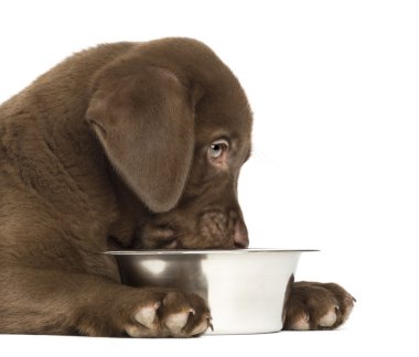labrador retriever köpek onun boş ağzına yakın çekim