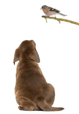 Labrador retriever köpek oturma ve ortak chaf at arıyorsunuz