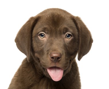 o bir labrador retriever köpek yavrusu, 2 aylık bir close-up izole