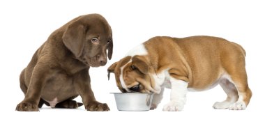 seyir fr yeme bir İngilizce bulldog labrador retriever köpek yavrusu