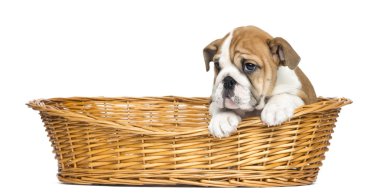 İngilizce bulldog yavru 2 aylık bir hasır sepet içinde izole