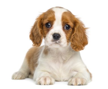 Cavalier yalan ve karşısında, charles puppy üzerinde beyaz izole kral