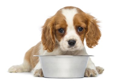 Cavalier king charles köpek yavrusu boş bir metalik yalan