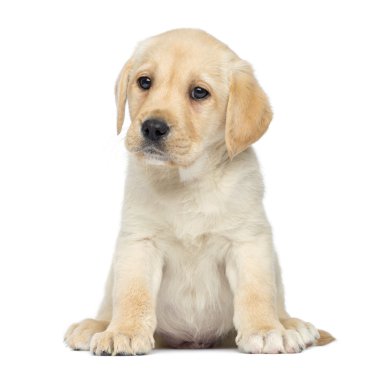 oturmuş, üzerinde beyaz izole labrador yavrusu