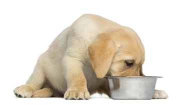 labrador retriever köpek yavrusu, onun köpek kaseden yemek 2 aylık
