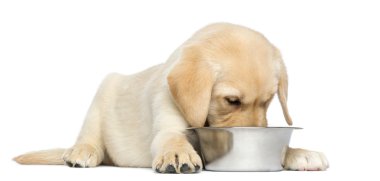Labrador retriever köpek yavrusu yalan ve onun kaseden yemek (2 mont