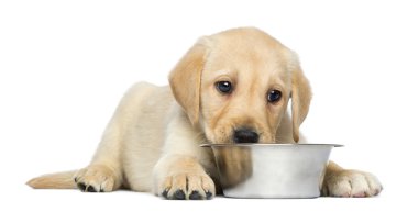 labrador retriever köpek yavrusu, metalik ile yatarken 2 aylık