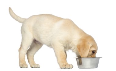 Labrador retriever köpek yavrusu ayakta ve onun köpek kaseden yemek,