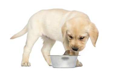 Labrador Retriever köpek yavrusu ayakta ve bir kuşa (ispinoz arıyorsunuz)