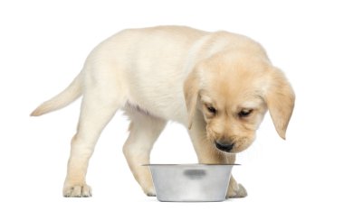 Labrador retriever köpek yavrusu ayakta ve onun köpeği kasenin içine arıyorum,