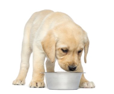 onun boş bakıyordu ve Labrador retriever köpek duran