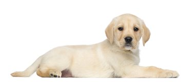 Labrador retriever köpek yavrusu, 2 ay yaşlı, yalan ve karşısında, isolat