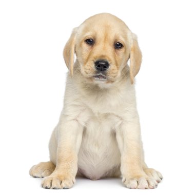 bakan, izole üzerinde beyaz Labrador yavrusu oturma ve