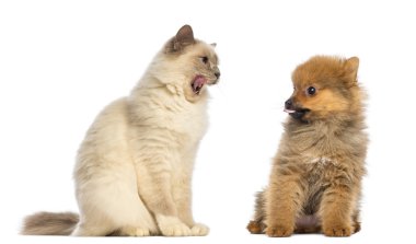 kedi ve köpek oturma ve birbirlerine bakıyor