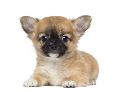 Chihuahua köpek yavrusu, 2 aylık, yalan ve karşısında, izole WHI