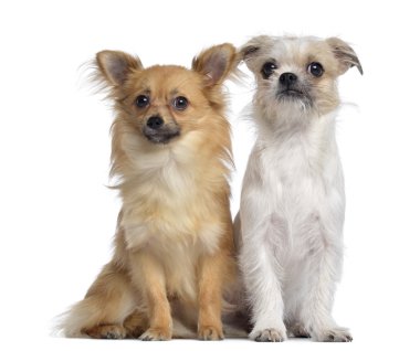 Chihuahua ve azman, 8 ay yaşlı, her oth oturan