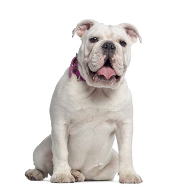 İngilizce bulldog, 7 ay yaşlı, beyaz izole oturma