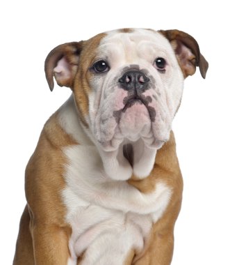 Close-Up bir İngilizce bulldog, 5 aylık, izole üzerinde beyaz