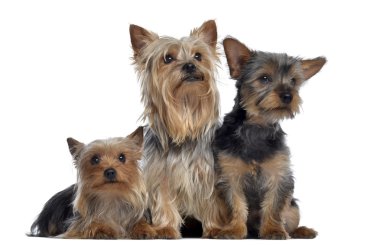 yorkshire terrier, 3 ve 2 yaşında ve 3 aylık grup,
