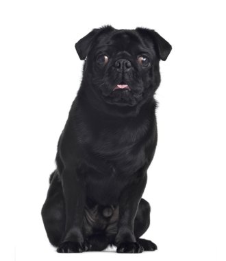 Pug, 1 yaşında, oturma ve karşısında, izole üzerine beyaz