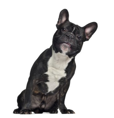 Franse bulldog, 3 jaar oud, vergadering, geïsoleerd op wit