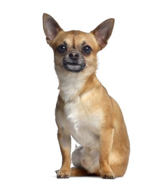 Chihuahua, 2 yıl yaşlı, bakan ve oturma üzerinde beyaz izole