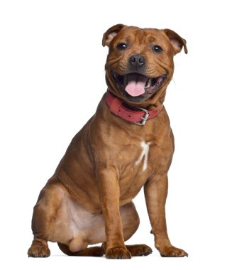 Staffordshire bull terrier, Kırmızı yakalı isolat 9 aylık