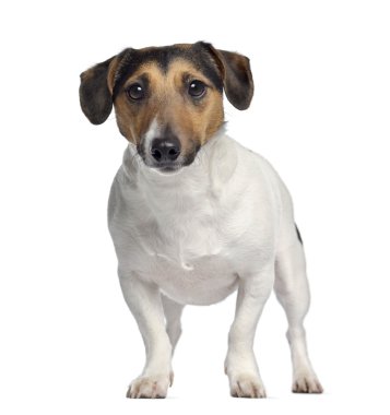jack russell terrier, 4 yaşında, ayakta, üzerinde beyaz izole