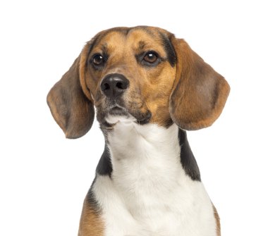 beagle, 11 aylık bir close-up, izole üzerinde beyaz
