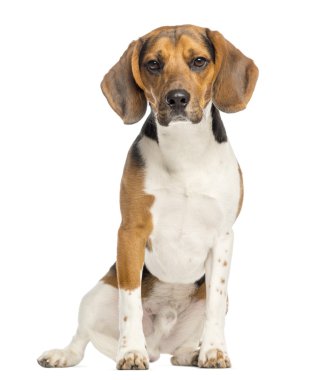Beagle, 11 ay yaşlı, bakan ve oturma üzerinde beyaz izole