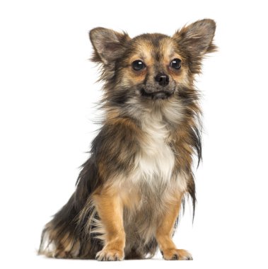 Chihuahua, 1, 3 yaşında, üzerinde beyaz izole oturma