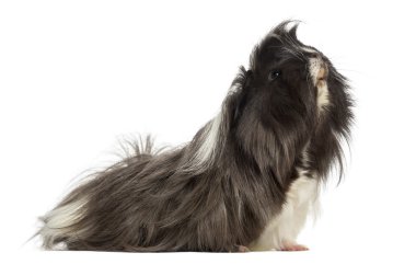 beyaz izole kobay - cavia porcellus, yan görünüm