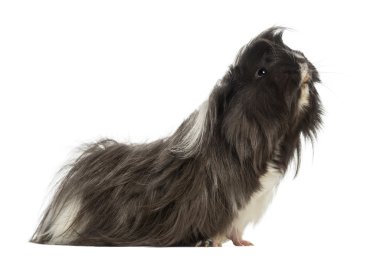 beyaz izole kobay - cavia porcellus, yan görünüm