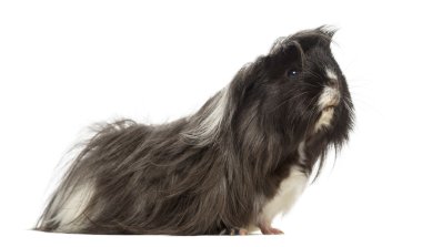 beyaz izole kobay - cavia porcellus, yan görünüm