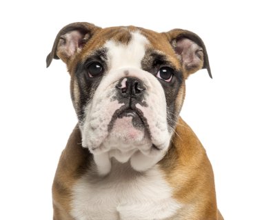 o bir İngiliz bulldog köpek yavrusu, 3,5 aylık bir close-up izole