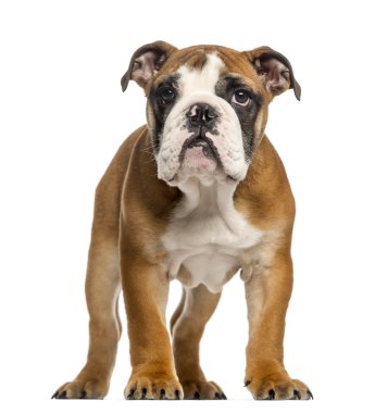 İngilizce bulldog yavru, ayakta, 3,5 ay yaşlı, WHI izole