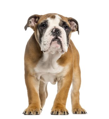 İngilizce bulldog yavru, ayakta, 3,5 ay yaşlı, WHI izole