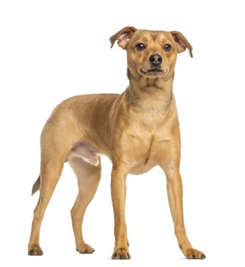 Alman pinscher, 8 ay yaşlı, ayakta, üzerinde beyaz izole