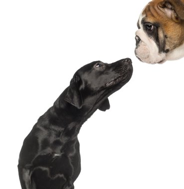 İngilizce b de seyir siyah labrador retriever yakın çekim