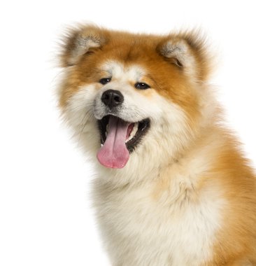akita Inu, 1 yaşında, üzerinde beyaz izole close-up