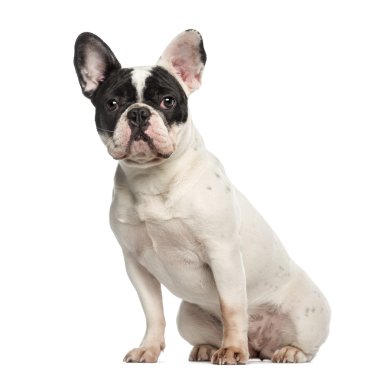oturma ve karşısında, Fransız bulldog, 10 aylık izole