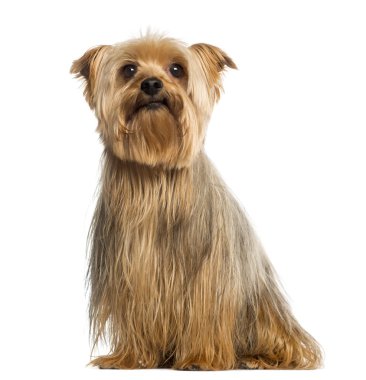 Yorkshire terrier, 5 yaşında, oturma, üzerinde beyaz izole