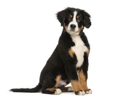 Genç bernese dağ köpeği, 3,5 aylık, izole üzerinde beyaz