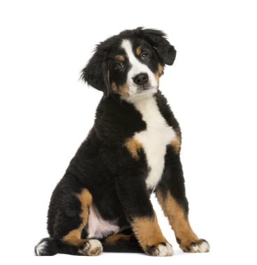 Genç bernese dağ köpeği, 3,5 aylık, izole üzerinde beyaz